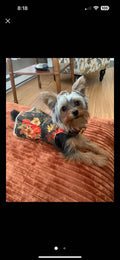 Dog (pet) Fall/Thanksgiving Dress